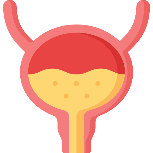 bladder