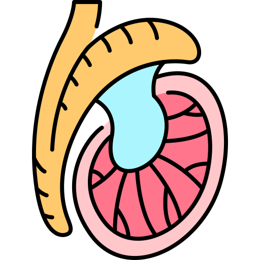testicles